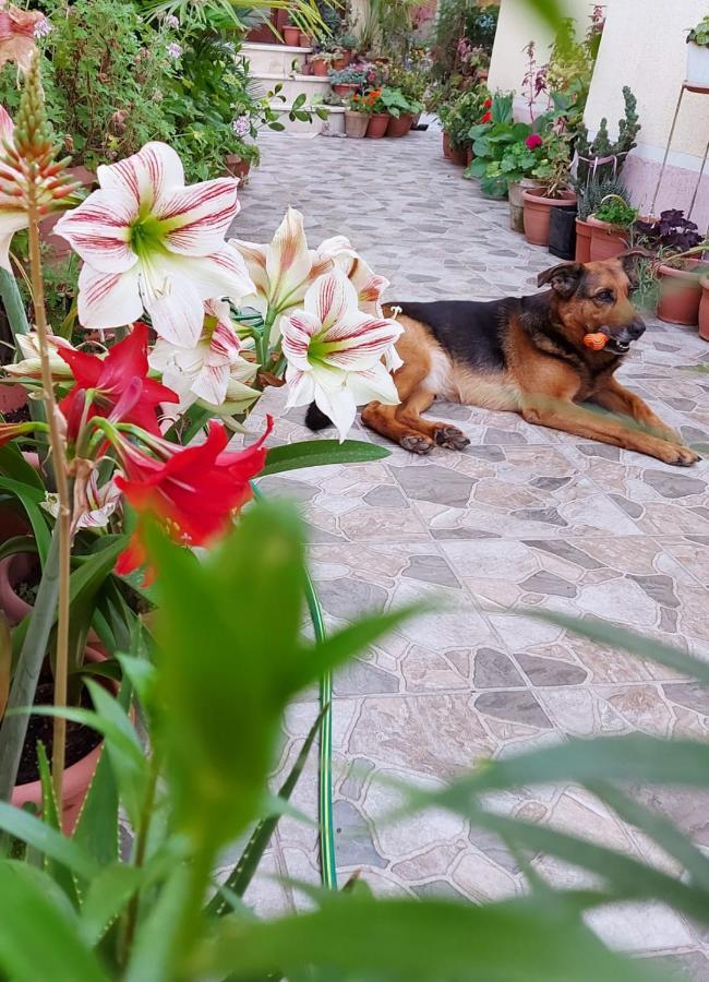 Vila Kodra Tirana Zewnętrze zdjęcie